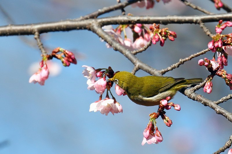 桜の花にメジロ_c0180204_19310527.jpg