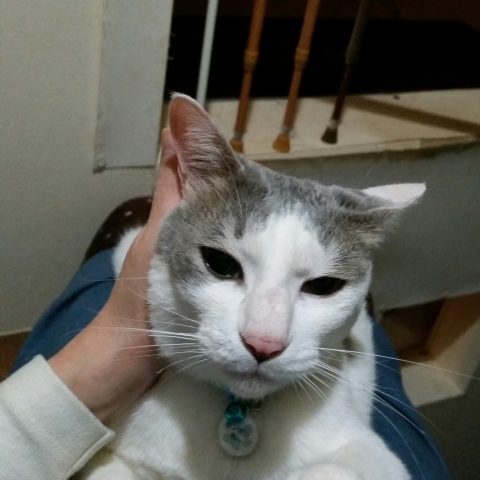 e0144012_11400306.jpeg