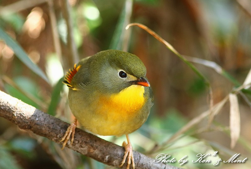 公園の ソウシチョウ さんと ウグイス さんと ミソッチ さん ケンケン ミントの鳥撮りlife 公園の ソウシチョウ さんと ウグイス さんと ミソッチ さん ケンケン ミントの鳥撮りlife