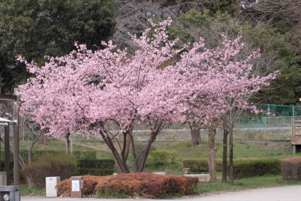 見沼便り　ラブのお友達_f0229832_23140465.jpg