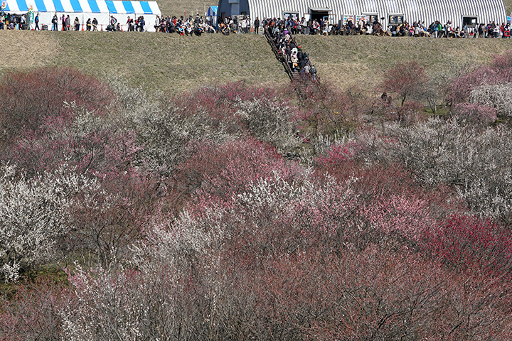 2017年3月12日 いなべ市農業公園 梅まつり_c0188434_20433171.jpg