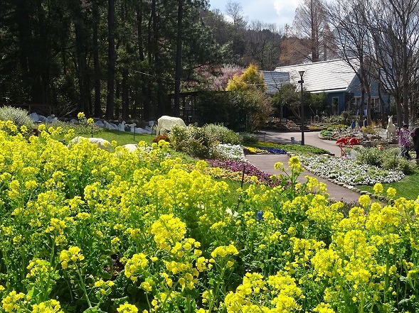 大阪府立花の文化園の花_b0299042_16572482.jpg