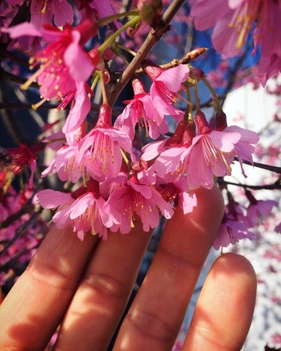 春春、ブロッサム_e0071652_08070401.jpeg