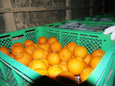 デコポン(肥後ポン)　柑橘王こと『デコポン』　おかげさまで大好評！今年はかなりのハイペースで出荷中です!!_a0254656_17560237.jpg