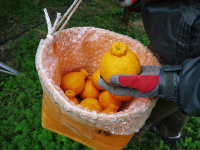 デコポン(肥後ポン)　柑橘王こと『デコポン』　おかげさまで大好評！今年はかなりのハイペースで出荷中です!!_a0254656_18283764.jpg