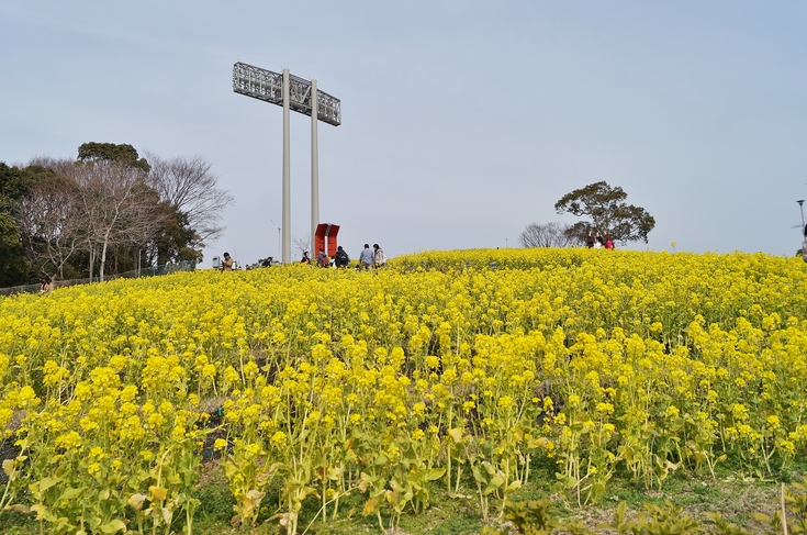 菜の花とミツバチたち　＠神戸市総合運動公園コスモスの丘_b0063958_18394273.jpg