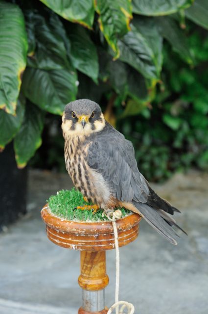 小柄なフクロウたち+2 : 蜜蜂的写真日記 小柄なフクロウたち+2 : 蜜蜂的写真日記