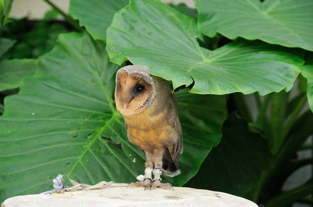 小柄なフクロウたち+2 : 蜜蜂的写真日記 小柄なフクロウたち+2 : 蜜蜂的写真日記
