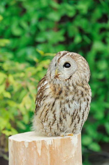 小柄なフクロウたち 2 蜜蜂的写真日記 小柄なフクロウたち 2 蜜蜂的写真日記
