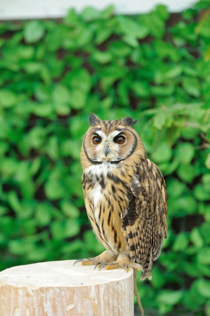 小柄なフクロウたち 2 蜜蜂的写真日記