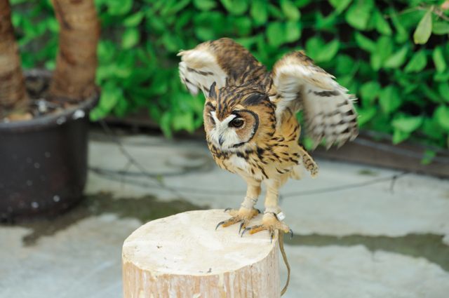 小柄なフクロウたち+2 : 蜜蜂的写真日記 小柄なフクロウたち+2 : 蜜蜂的写真日記