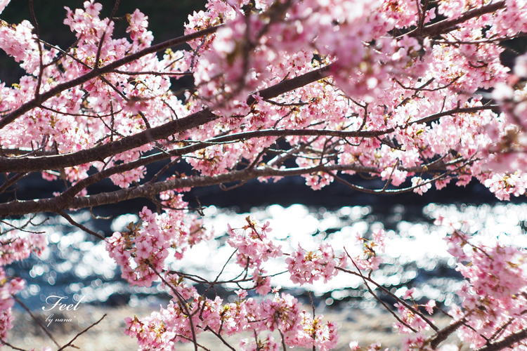 桜のある風景_d0336785_15283133.jpg