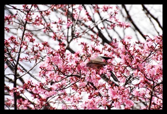 おかめ桜＆かわづ桜_b0329186_06443416.jpg