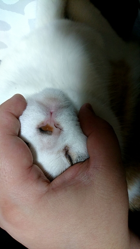 猫がニキビになりました 午睡のあと うめももさくら