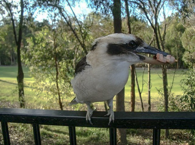 今じゃとても無理　～鳥撮り～_f0346196_11030799.jpg