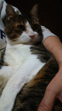 腹天4号 プチくん_f0242002_19400130.jpg