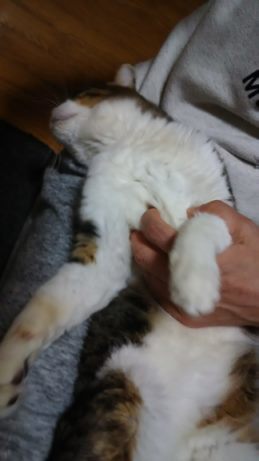 腹天4号 プチくん_f0242002_19400903.jpg