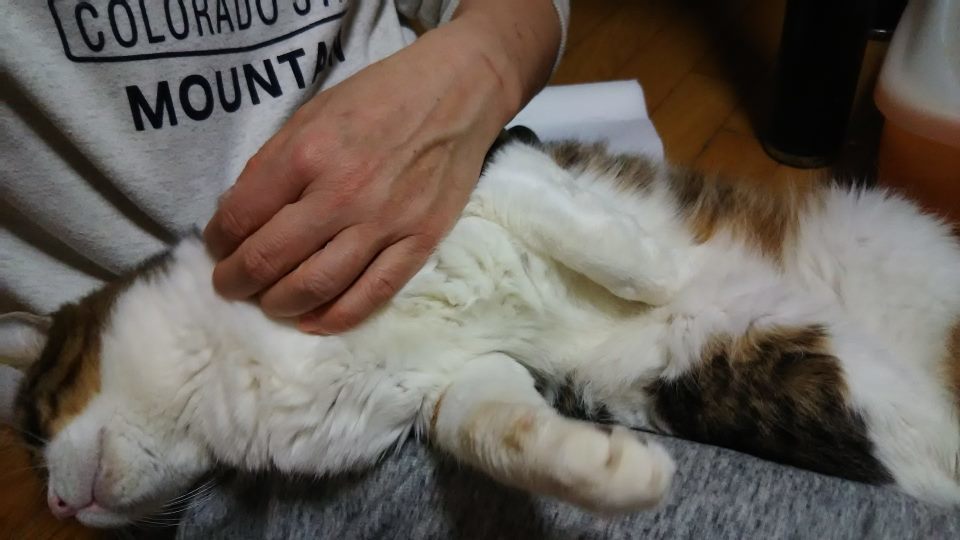 腹天4号 プチくん_f0242002_19403674.jpg