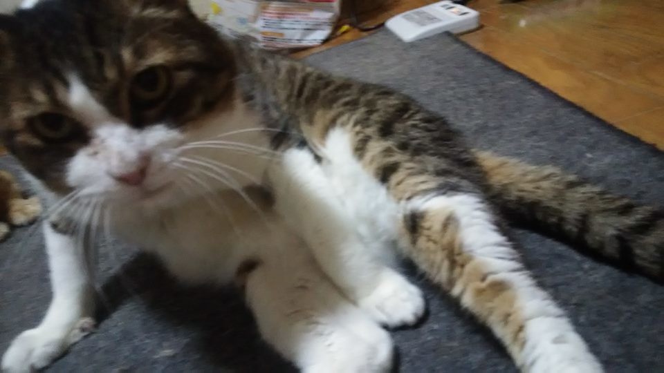 腹天4号 プチくん_f0242002_19412780.jpg