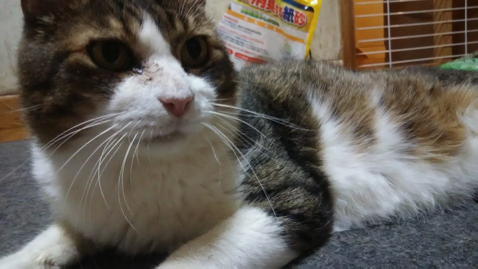 腹天4号 プチくん_f0242002_19415667.jpg