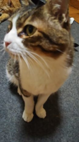 腹天4号 プチくん_f0242002_19423593.jpg