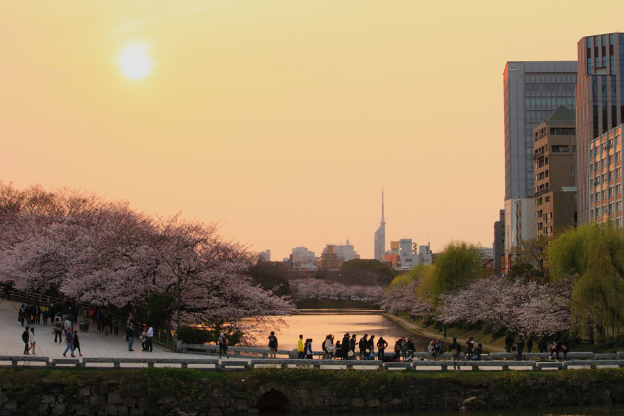 舞鶴公園の桜攻略法 - 九州ロマンチック街道