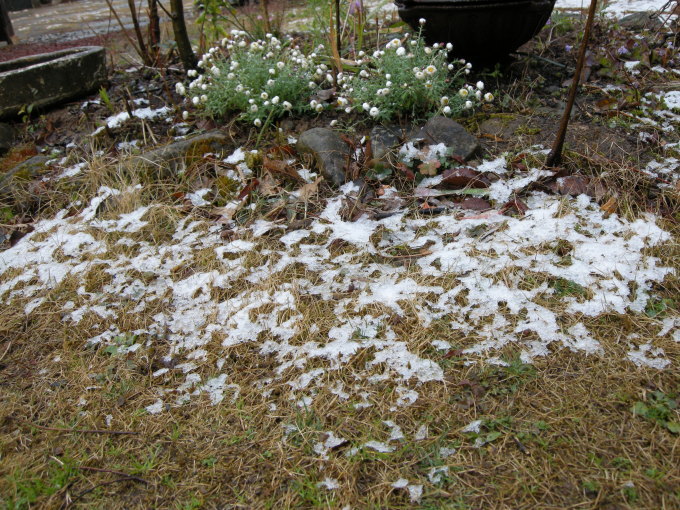 なごり雪に急かされて・・・今年も開館です_c0156104_21554496.jpg