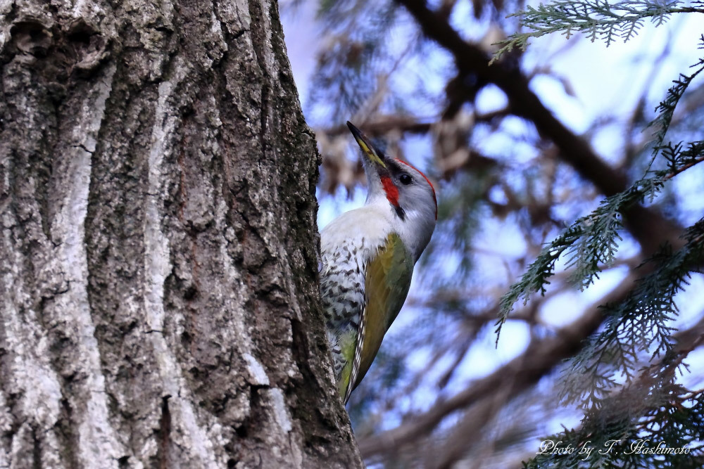 久し振りの野鳥散策_d0334006_17335329.jpg