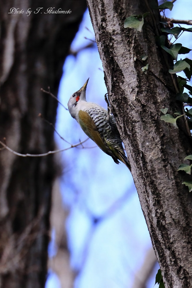 久し振りの野鳥散策_d0334006_17350149.jpg