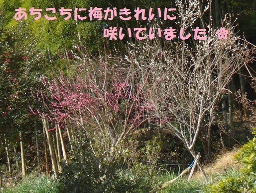 f0121712_08500725.jpg