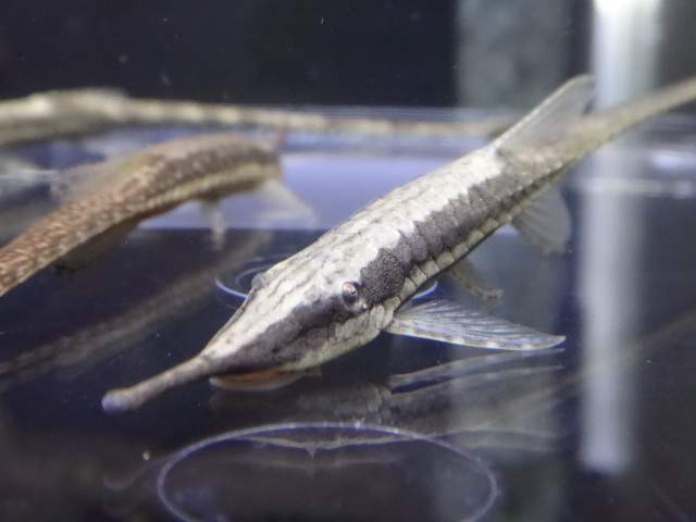 170316 熱帯魚・金魚・水草・観葉植物_f0189122_1311104.jpg