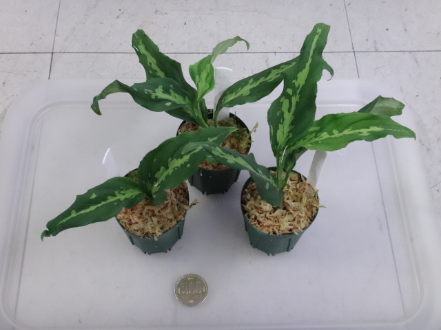 170316 熱帯魚・金魚・水草・観葉植物_f0189122_13192930.jpg