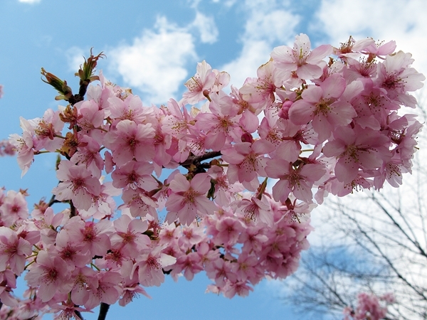 河津桜_f0129726_20422827.jpg