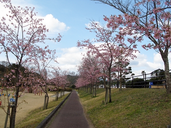 河津桜_f0129726_20434681.jpg