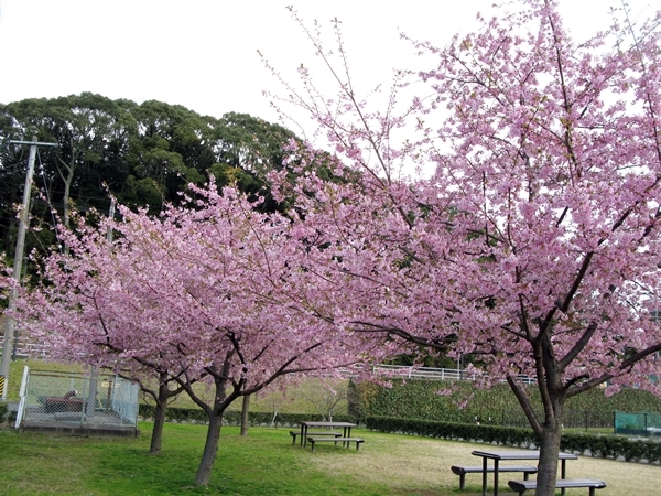 河津桜_f0129726_20442440.jpg