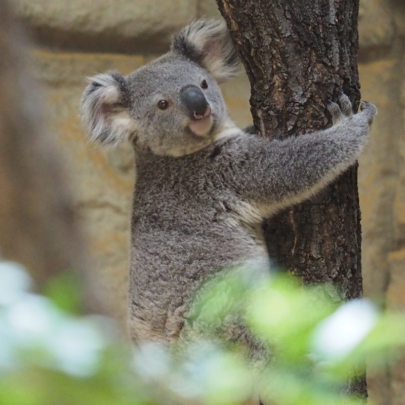 コアラの嬉しいニュース！東山動物園2017/3/12 : ヒトのたぐい ゴリラ
