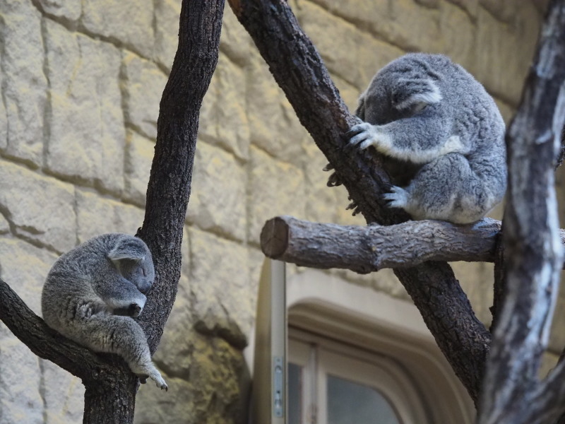 コアラの嬉しいニュース！東山動物園2017/3/12 : ヒトのたぐい ゴリラ