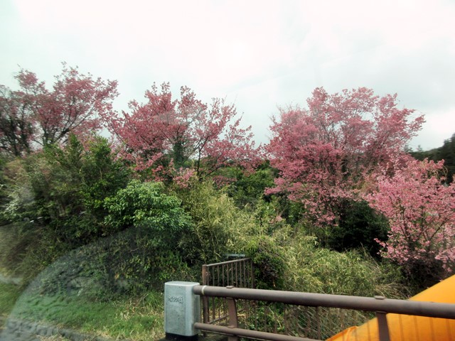 【おかめ桜を見ながら、ヒルトン小田原からの帰り道】_b0009849_22233564.jpg