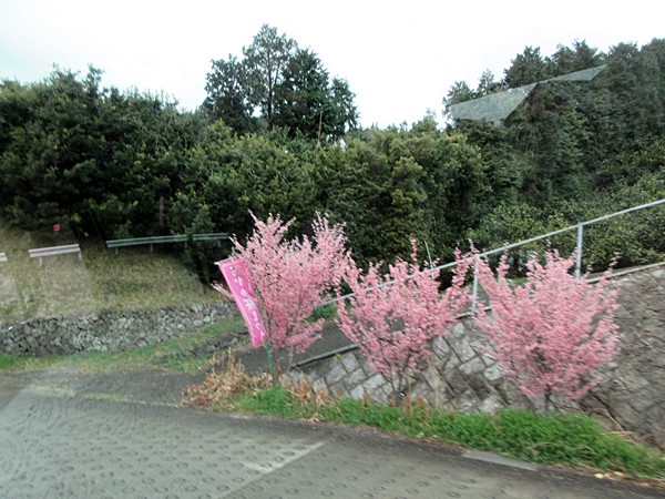 【おかめ桜を見ながら、ヒルトン小田原からの帰り道】_b0009849_22241341.jpg