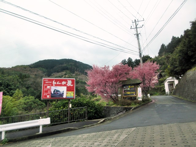 【おかめ桜を見ながら、ヒルトン小田原からの帰り道】_b0009849_22242677.jpg