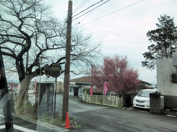 【おかめ桜を見ながら、ヒルトン小田原からの帰り道】_b0009849_22253482.jpg