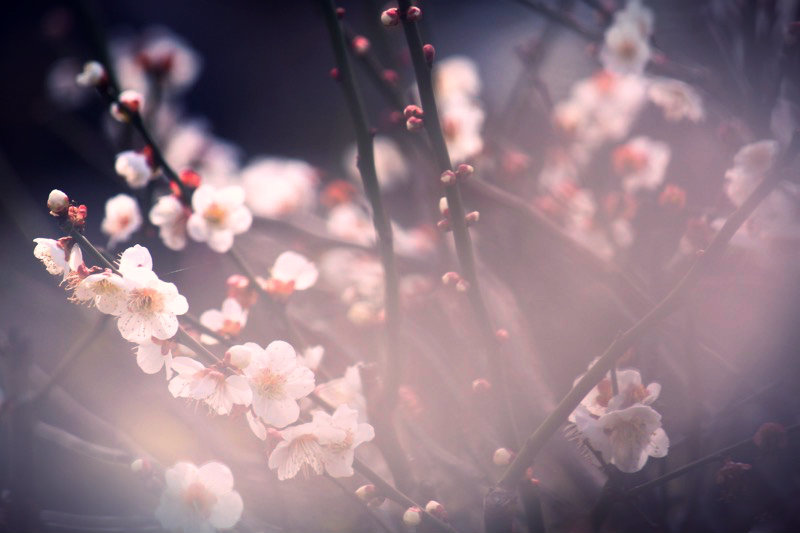 ume mitumete_a0271251_23045966.jpg
