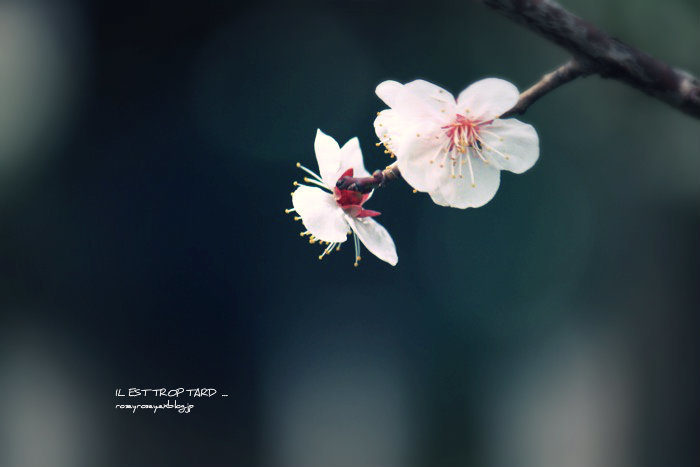 ume mitumete_a0271251_23074303.jpg