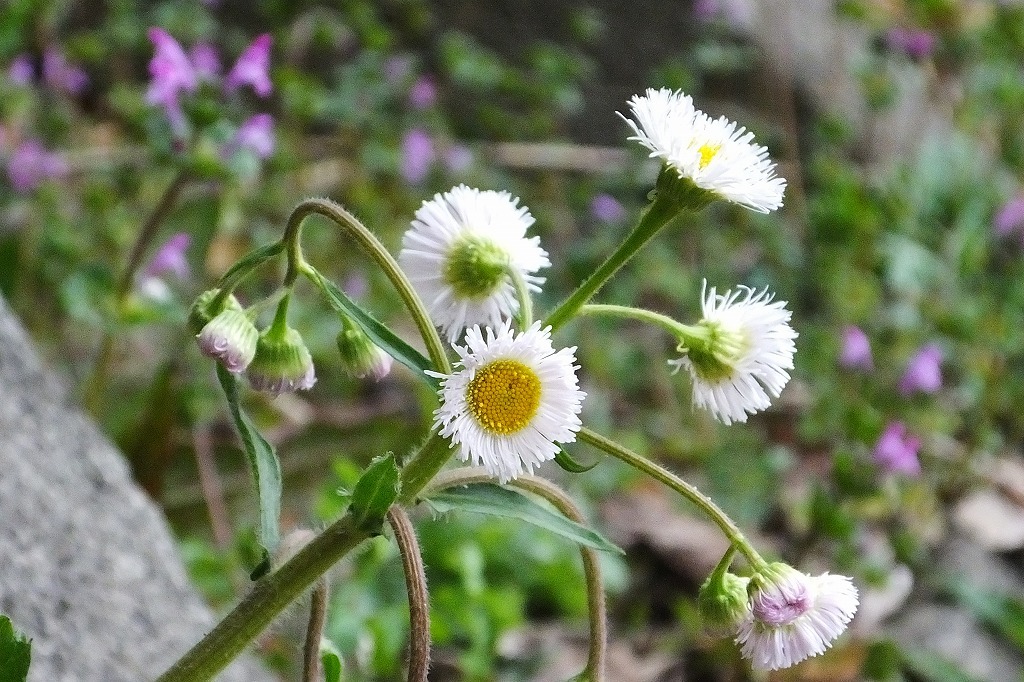 咲き始めている野の花たち_b0236251_13481629.jpg