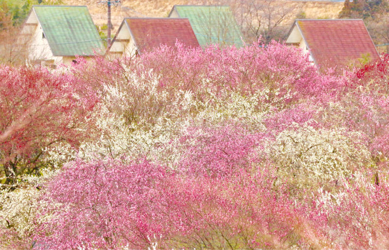 b0339954_15082479.jpg