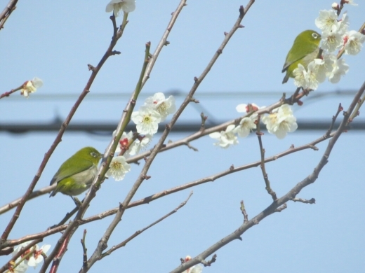 アンズの花と飛ぶメジロ　スズメやアオサギも_a0018655_14590863.jpg