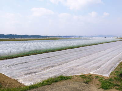 有機栽培の水田ごぼう　収穫は4月下旬より!!今年も元気に成長中！_a0254656_16500571.jpg