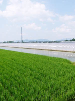 有機栽培の水田ごぼう 収穫は4月下旬より!!今年も元気に成長中!_a0254656_17045034.jpg