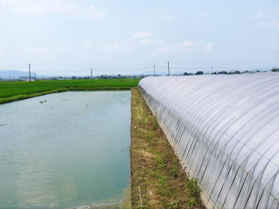 有機栽培の水田ごぼう 収穫は4月下旬より!!今年も元気に成長中!_a0254656_17084580.jpg