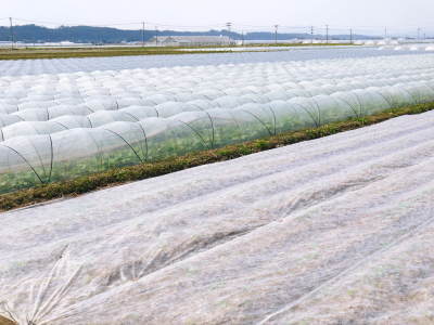 有機栽培の水田ごぼう 収穫は4月下旬より!!今年も元気に成長中!_a0254656_18353894.jpg